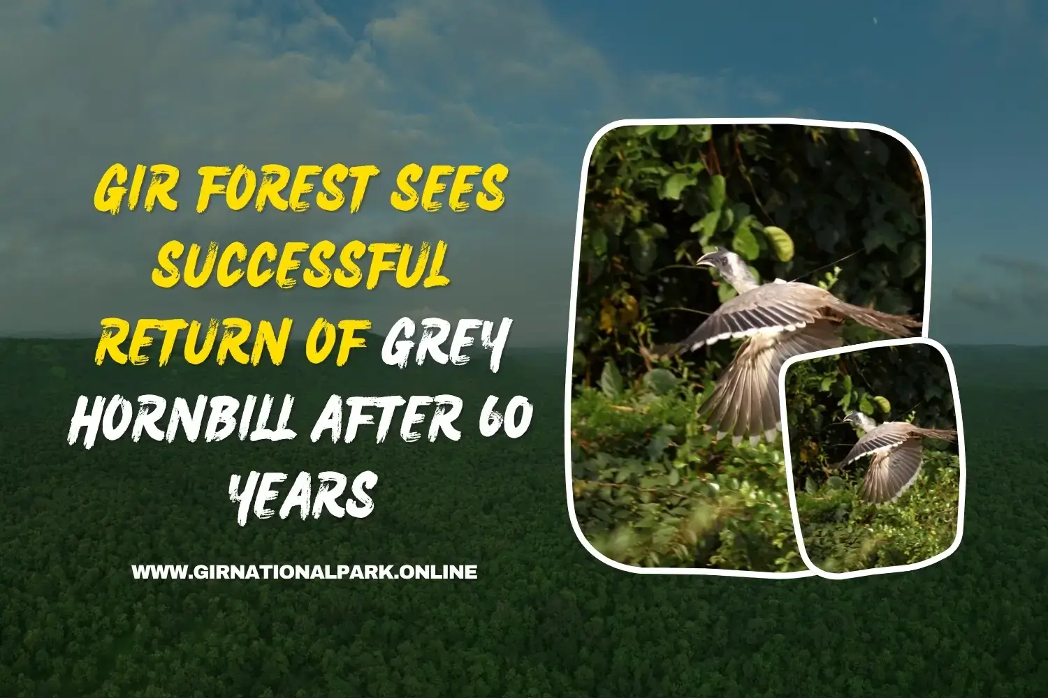 Gir Forest Sees Successful Return of Grey Hornbill After 60 Years